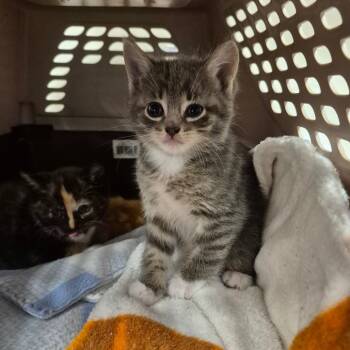 Ode -  Domestic Medium Hair Cat Available for Adoption in Sarasota, Florida - Ode | PetCurious