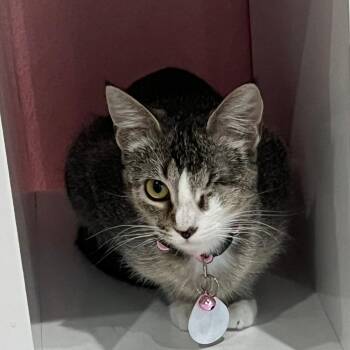 Ferris -  Tabby Cat Available for Adoption in Dallas, Texas - Ferris | PetCurious