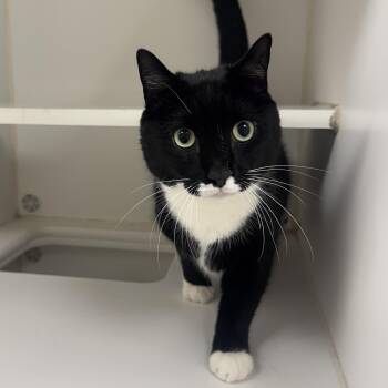 Coby -  Domestic Short Hair Cat for Adoption in Reisterstown, Maryland - Coby | PetCurious