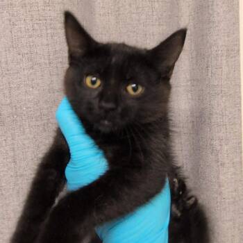 Midnight -  Domestic Short Hair Cat for Adoption in Hattiesburg, Mississippi - Midnight | PetCurious