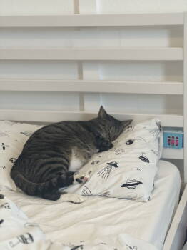 Rescue Domestic Short Hair Cats for Adoption in Prosper, Texas - Porcha | PetCurious