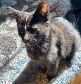 Rescue Domestic Short Hair and Tortoiseshell Cats for Adoption in Greenville, Delaware - Spark, Willow Grove PS, (FCID 11/18/2025-304) | PetCurious