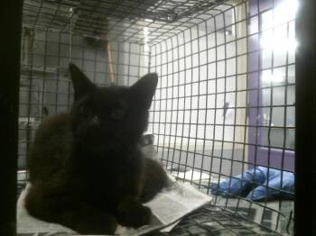 Domestic Short Hair Cats Available for Adoption in Houston, Texas - CHARLY | PetCurious