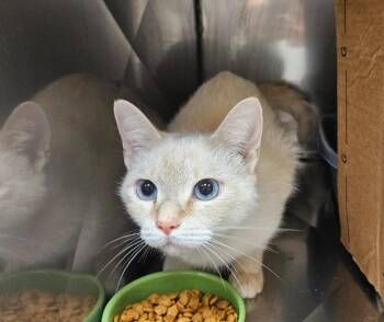 Snow White -  Domestic Short Hair Cat for Adoption in Mocksville, North Carolina - Snow White | PetCurious