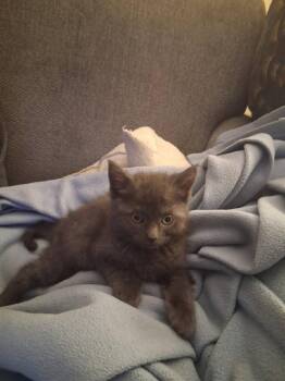 Moonbeam -  Domestic Short Hair Cat for Adoption in Pomona, New York - Moonbeam | PetCurious