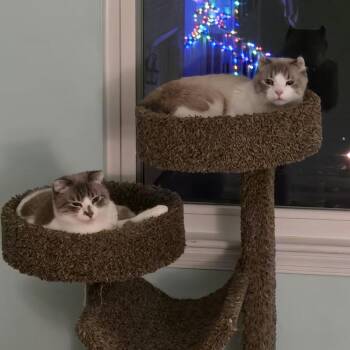 American Curl Cats Available for Adoption - Ella | PetCurious