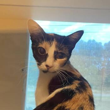 Cali -  Domestic Short Hair Cat for Adoption in Norman, Oklahoma - Cali | PetCurious