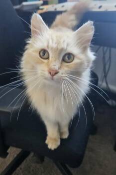 Sunny - A A-W -  Domestic Medium Hair Cat for Adoption in Greenville, South Carolina - Sunny - A A-W | PetCurious