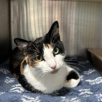 Rescue Domestic Short Hair Cats for Adoption in Oyster Bay, New York - Babe | PetCurious