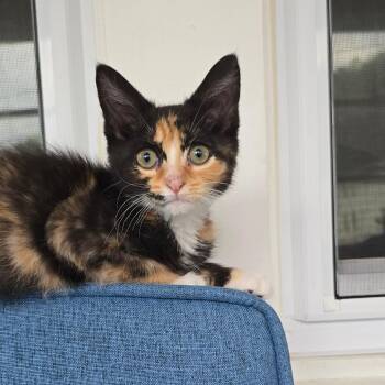 Dorothea -  Domestic Short Hair Cat for Adoption in East Hanover, New Jersey - Dorothea | PetCurious