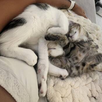 Puck -  Domestic Short Hair Cat for Adoption in Los Angeles, California - Puck | PetCurious
