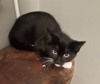 Jax (Oasis Brothers) -  Domestic Short Hair Cat for Adoption in Telford, Pennsylvania - Jax (Oasis Brothers) | PetCurious