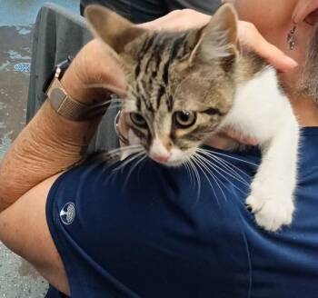 Chef -  Domestic Short Hair Cat for Adoption in Mobile, Alabama - Chef | PetCurious