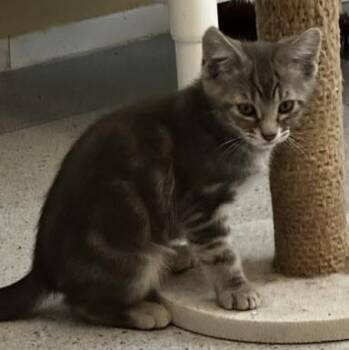 Frost - Handsome Little Kitten -  Tabby Cat for Adoption in Hoquiam, Washington - Frost - Handsome Little Kitten | PetCurious