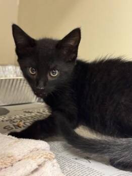 Porthos [Yellow] -  Domestic Short Hair Cat for Adoption in Chamblee, Georgia - Porthos [Yellow] | PetCurious