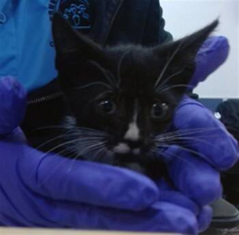 Domestic Short Hair Cats Available for Adoption in Doral, Florida - ANNE | PetCurious