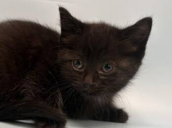 Morocco -  Domestic Medium Hair and Domestic Short Hair Cat for Adoption in Golden Valley, Minnesota - Morocco | PetCurious
