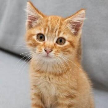 Nigel -  Domestic Short Hair Cat for Adoption in Minneapolis, Minnesota - Nigel | PetCurious