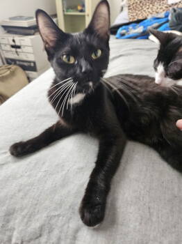 Rescue Domestic Short Hair and Tuxedo Cats for Adoption in Glendale, Arizona - Gertrude | PetCurious