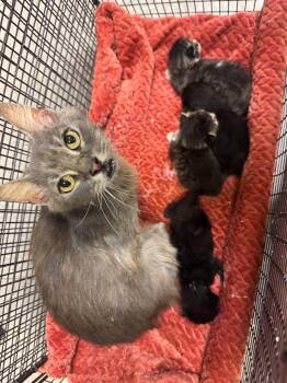 Domestic Medium Hair Cats Available for Adoption in Sorrento, Louisiana - 26-0275C | PetCurious