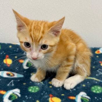 Domestic Short Hair Cats Available for Adoption - Aang (Pink) | PetCurious