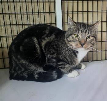 Stray tabby -  Domestic Short Hair Cat for Adoption in Green River, Wyoming - Stray Tabby | PetCurious