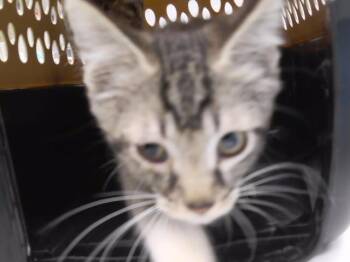 PEN -  Domestic Short Hair Cat for Adoption in Omaha, Nebraska - PEN | PetCurious