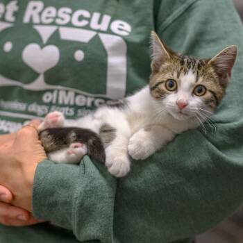 MISO -  Domestic Short Hair Cat for Adoption in Hamilton Township, New Jersey - MISO | PetCurious