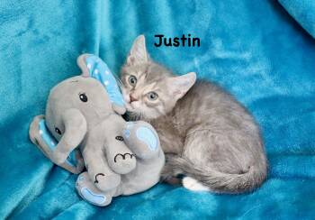 Tabby Cats Available for Adoption in St. Augustine, Florida - Justin | PetCurious