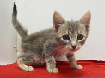 ANTONIA -  Domestic Short Hair Cat for Adoption in Sacramento, California - ANTONIA | PetCurious