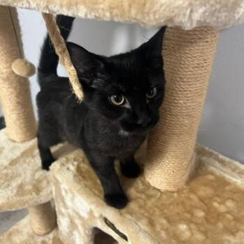 Brisket -  Domestic Short Hair Cat for Adoption in Kankakee, Illinois - Brisket | PetCurious