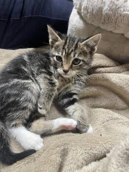 Eris -  Domestic Medium Hair Cat for Adoption in Newnan, Georgia - Eris | PetCurious