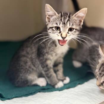 Domestic Short Hair Cats Available for Adoption in Jacksboro, Tennessee - Boots | PetCurious