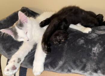 Louise -  Domestic Medium Hair Cat for Adoption in Plymouth, Michigan - Louise | PetCurious