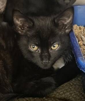 Rescue Domestic Short Hair Cats for Adoption in Flagstaff, Arizona - Wednesday | PetCurious