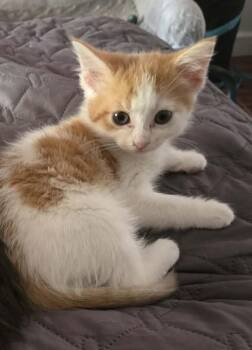 Tabby Cats Available for Adoption in Maitland, Florida - Miso | PetCurious