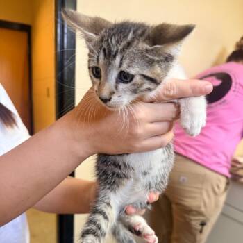 Shigi -  Domestic Short Hair Cat for Adoption in Corinth, Mississippi - Shigi | PetCurious