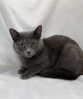Domestic Short Hair Cats Available for Adoption in Greensboro, North Carolina - Roadie | PetCurious