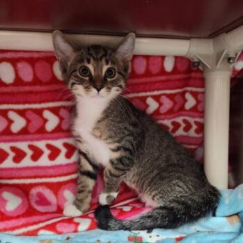Walter -  Domestic Short Hair Cat for Adoption in Walker, Michigan - Walter | PetCurious