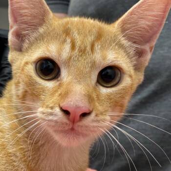 Odyssey -  Domestic Short Hair Cat for Adoption in Corpus Christi, Texas - Odyssey | PetCurious