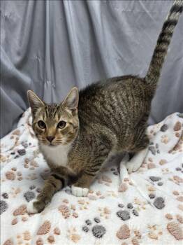 Rescue Domestic Short Hair Cats for Adoption in Grovetown, Georgia - A118956 | PetCurious