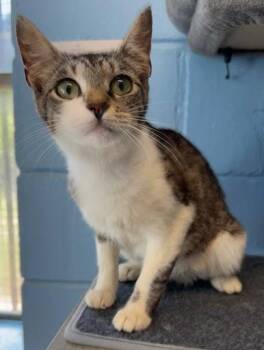 Little Thing -  Domestic Short Hair Cat for Adoption in Lunenburg, Massachusetts - Little Thing | PetCurious