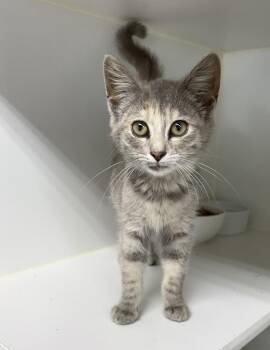Velcro -  Domestic Short Hair Cat for Adoption in Rochester, Indiana - Velcro | PetCurious