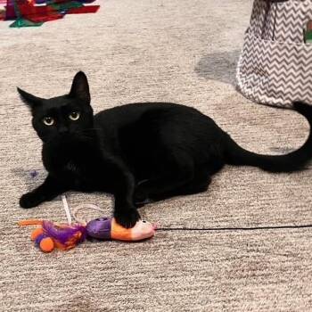 Binx -  Domestic Short Hair Cat Available for Adoption in West Orange, New Jersey - Binx | PetCurious