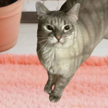 Rescue Siamese Cats for Adoption in Scottsdale, Arizona - Snowman | PetCurious