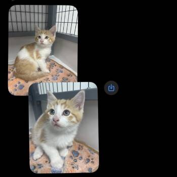 Domestic Short Hair Cats Available for Adoption in Shelbyville, Illinois - Male 2 - Orange And White | PetCurious