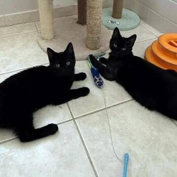 Domestic Short Hair Cats Available for Adoption - Omelet | PetCurious