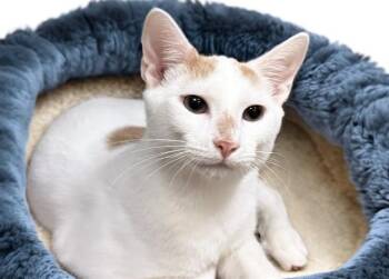 JULIAN -  Domestic Short Hair Cat for Adoption in Fort Lauderdale, Florida - JULIAN | PetCurious