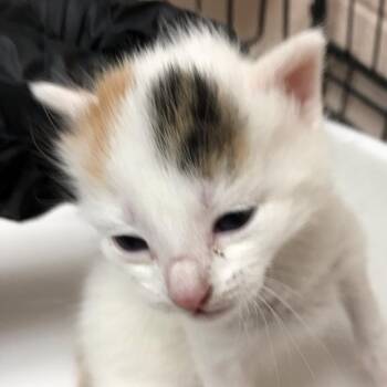 Domestic Short Hair Cats Available for Adoption in Las Cruces, New Mexico - Iris | PetCurious