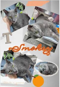 Domestic Short Hair Cats Available for Adoption - Smokey | PetCurious